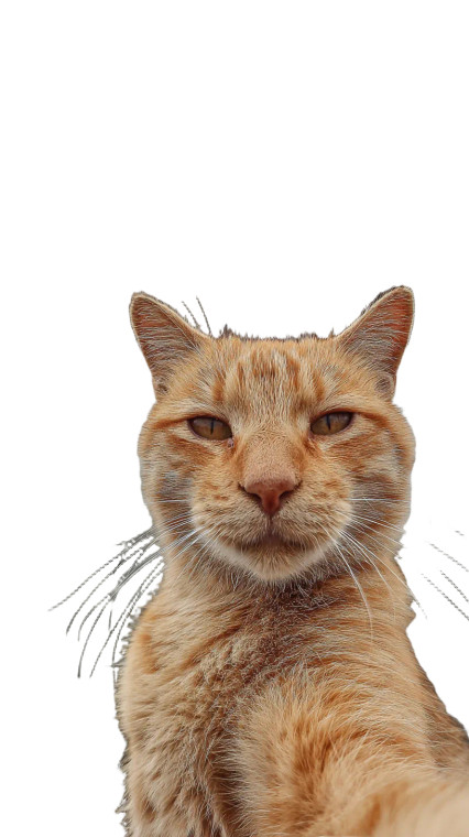 Ginger Cat Selfie V3 Vinyl Car Decal Sticker – Waterproof & UV-Resistant 