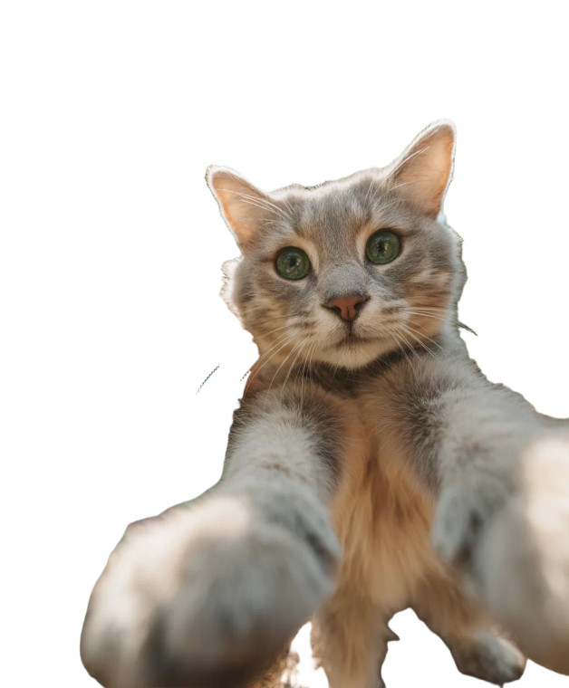 Cat And Steve Selfie Vinyl Car Decal Sticker – Waterproof & UV-Resistant 