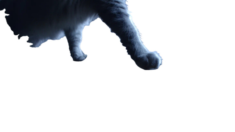 Mysterious Cat Paw Vinyl Car Decal Sticker – Waterproof & UV-Resistant 