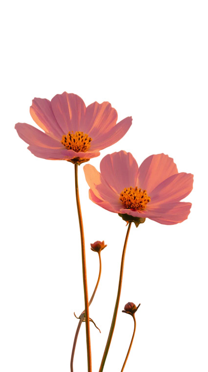 Pink Cosmos Sunset Vinyl Car Decal Sticker – Waterproof & UV-Resistant 
