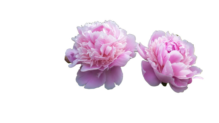 Pink Peonies Bloom V4 Vinyl Car Decal Sticker – Waterproof & UV-Resistant 