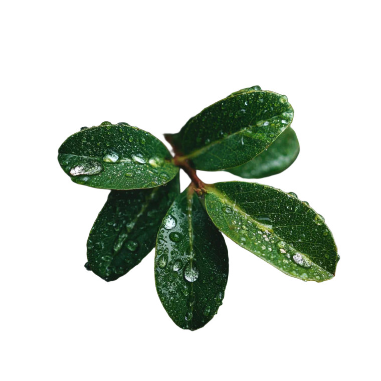 Dewy Green Plant Vinyl Car Decal Sticker – Waterproof & UV-Resistant 