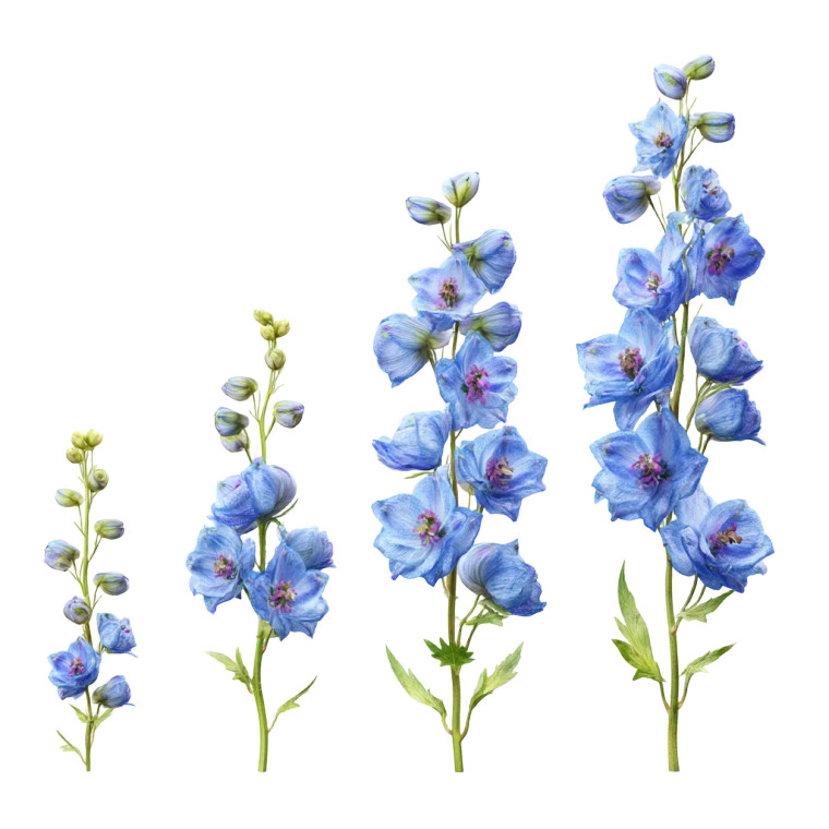 Delphinium Growth Stages Vinyl Car Decal Sticker – Waterproof & UV-Resistant 