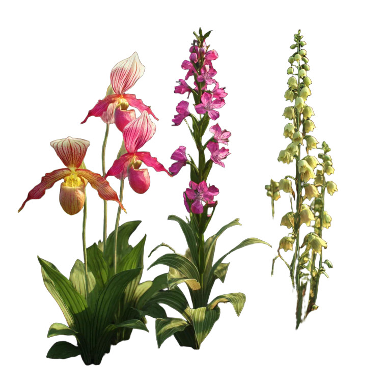 Orchid Species Bloom Vinyl Car Decal Sticker – Waterproof & UV-Resistant 