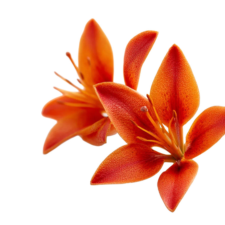 Fire Lily Vinyl Car Decal Sticker – Waterproof & UV-Resistant 