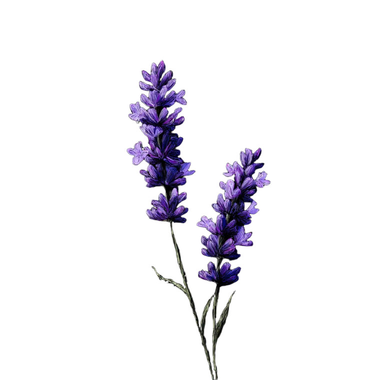Lavender Plants Vinyl Car Decal Sticker – Waterproof & UV-Resistant 