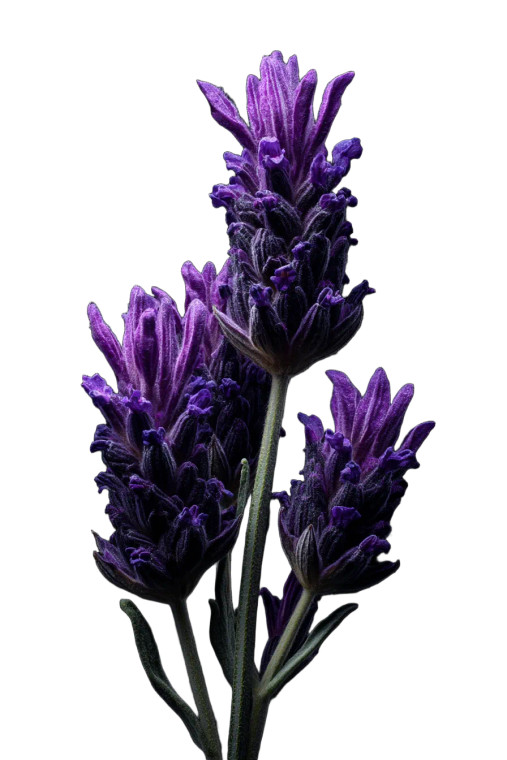 French Lavender Vinyl Car Decal Sticker – Waterproof & UV-Resistant 