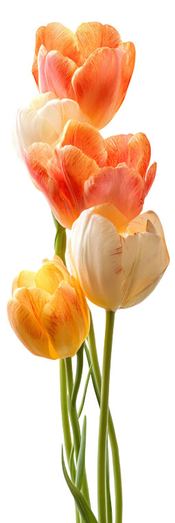 Colorful Tulips Vinyl Car Decal Sticker – Waterproof & UV-Resistant 