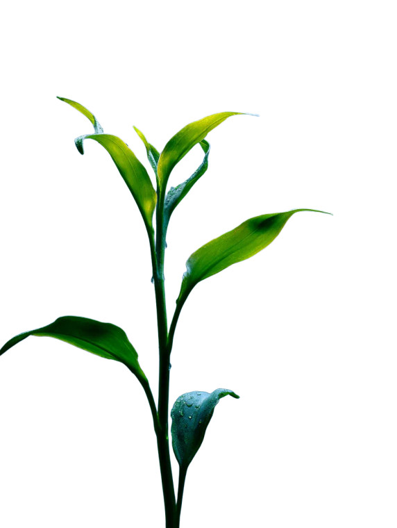 Growing Green Plant Vinyl Car Decal Sticker – Waterproof & UV-Resistant 