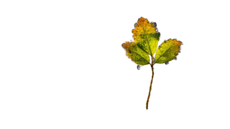 Proud Leaf Close-Up Vinyl Car Decal Sticker – Waterproof & UV-Resistant 