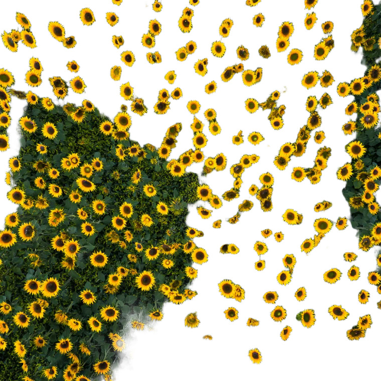 Sunflower Field V2 Vinyl Car Decal Sticker – Waterproof & UV-Resistant 