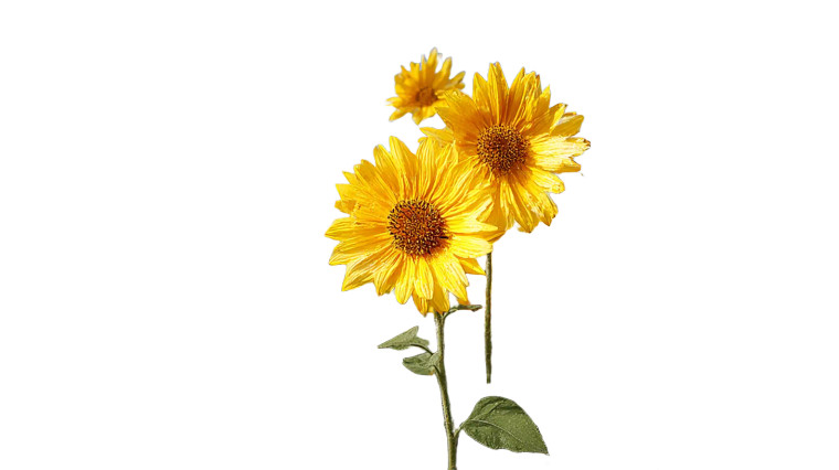 Vibrant Sunflowers Vinyl Car Decal Sticker – Waterproof & UV-Resistant 