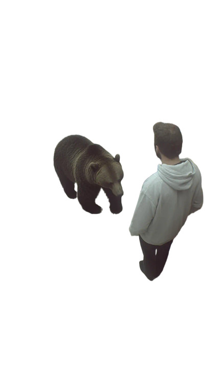 Grizzly Bear Candies Vinyl Car Decal Sticker – Waterproof & UV-Resistant 