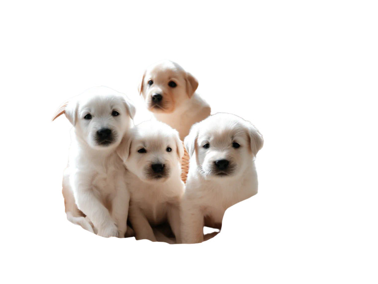 Cute Puppies Basket Vinyl Car Decal Sticker – Waterproof & UV-Resistant 