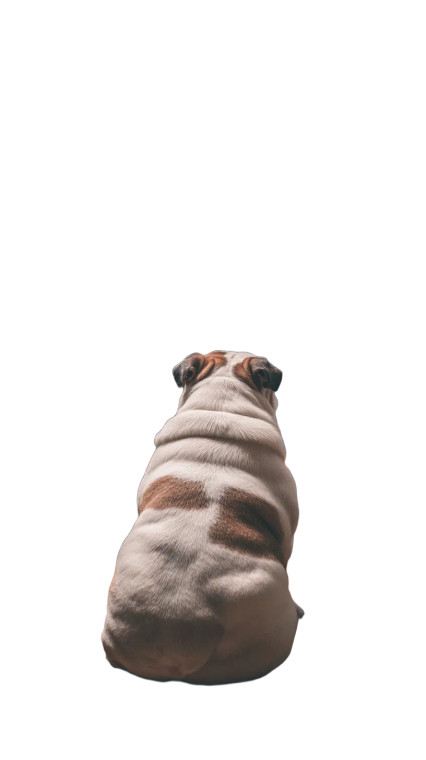 Bulldog At Fridge Vinyl Car Decal Sticker – Waterproof & UV-Resistant 