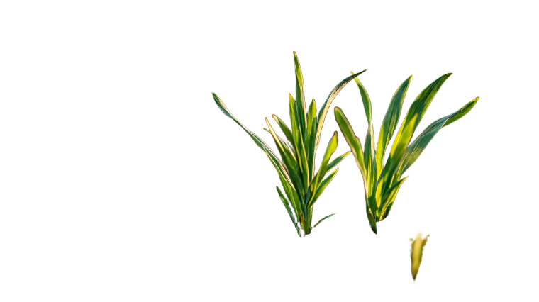 Wheat Seedlings Growing Vinyl Car Decal Sticker – Waterproof & UV-Resistant 