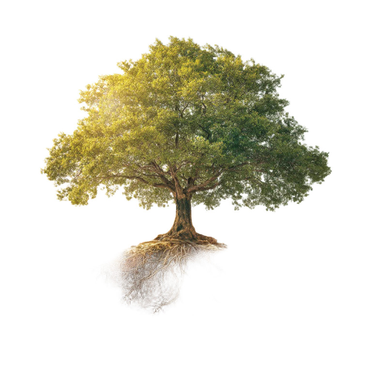 Green Tree Roots Vinyl Car Decal Sticker – Waterproof & UV-Resistant 