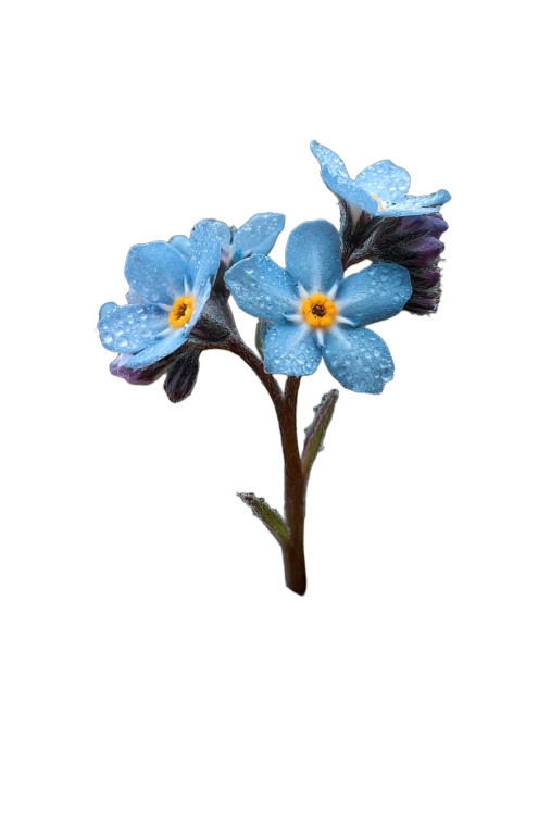 Forget-Me-Not In Chain Vinyl Car Decal Sticker – Waterproof & UV-Resistant 