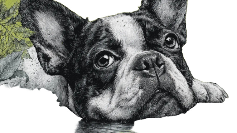 French Bulldog Art V2 Vinyl Car Decal Sticker – Waterproof & UV-Resistant 