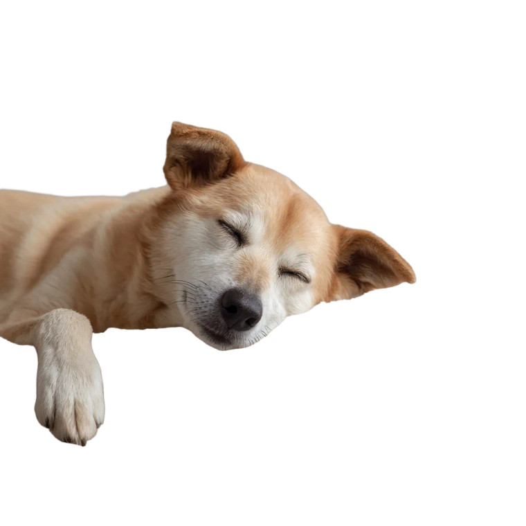 Happy Sleeping Pet Vinyl Car Decal Sticker – Waterproof & UV-Resistant 