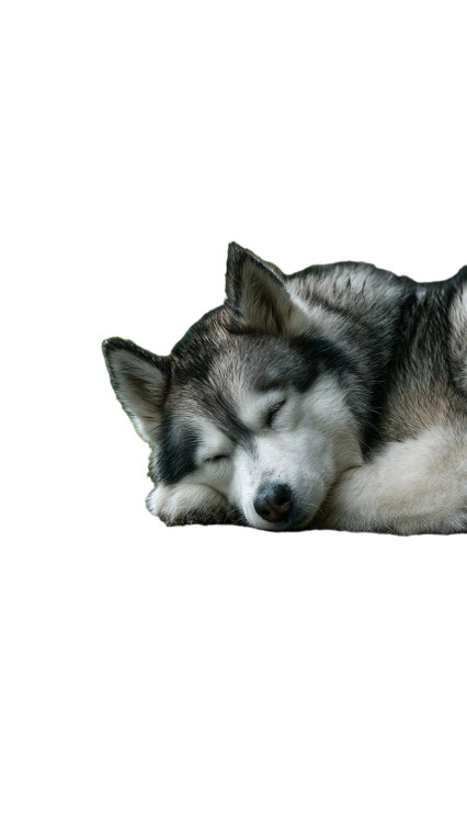 Sleeping Husky Vinyl Car Decal Sticker – Waterproof & UV-Resistant 
