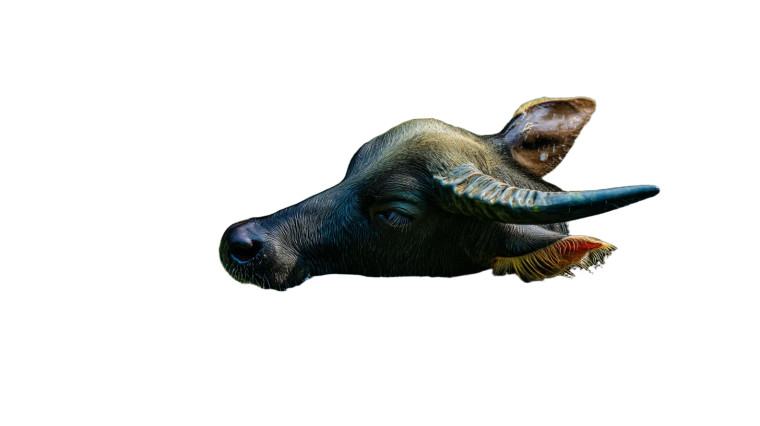 Swimming Water Buffalo Vinyl Car Decal Sticker – Waterproof & UV-Resistant 