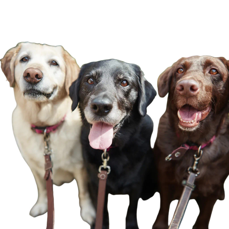 Happy Dogs Waiting V2 Vinyl Car Decal Sticker – Waterproof & UV-Resistant 