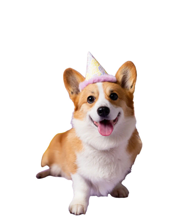Corgi Birthday Party Vinyl Car Decal Sticker – Waterproof & UV-Resistant 