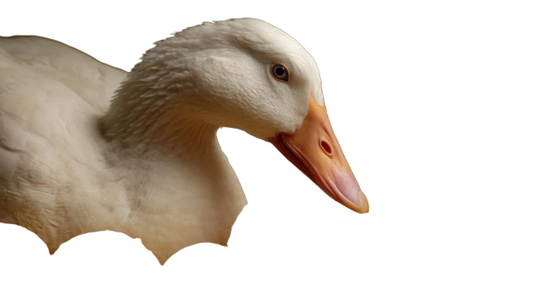 Golden Egg Goose Vinyl Car Decal Sticker – Waterproof & UV-Resistant 