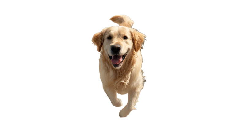 Golden Retriever Running V3 Vinyl Car Decal Sticker – Waterproof & UV-Resistant 