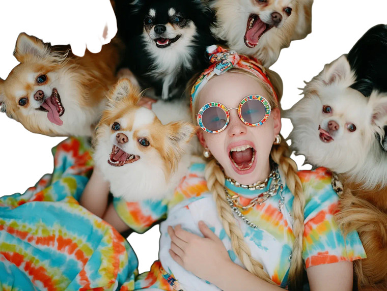 Laughing Chihuahuas Vinyl Car Decal Sticker – Waterproof & UV-Resistant 