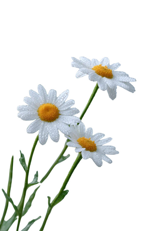 Dewy Daisies Vinyl Car Decal Sticker – Waterproof & UV-Resistant 