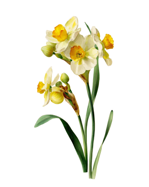 Blooming Narcissus Study Vinyl Car Decal Sticker – Waterproof & UV-Resistant 