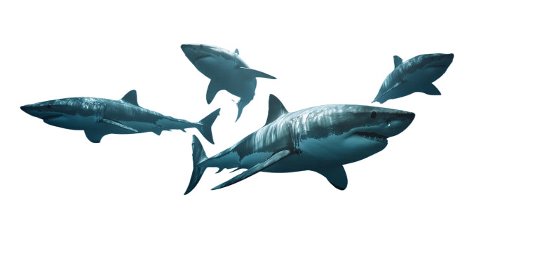 Dangerous Sharks Circling Vinyl Car Decal Sticker – Waterproof & UV-Resistant 