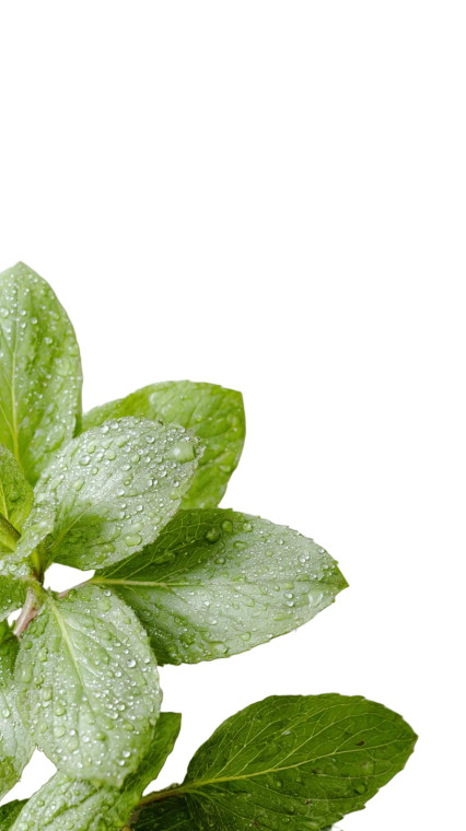 Mint Leaves Dewdrops Vinyl Car Decal Sticker – Waterproof & UV-Resistant 