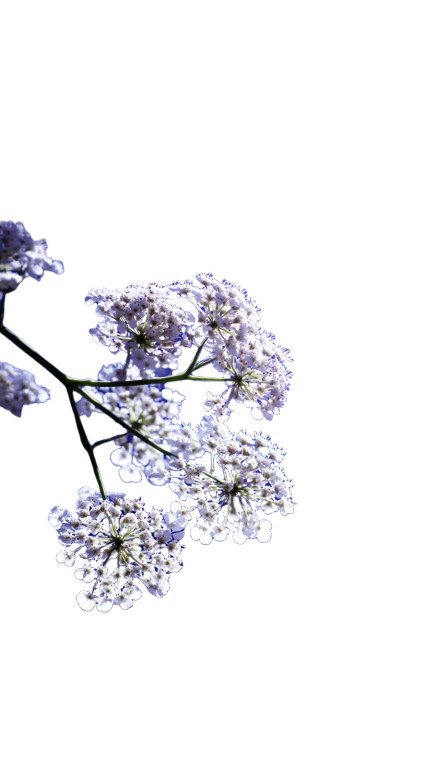 Celestial Bloom Vinyl Car Decal Sticker – Waterproof & UV-Resistant 