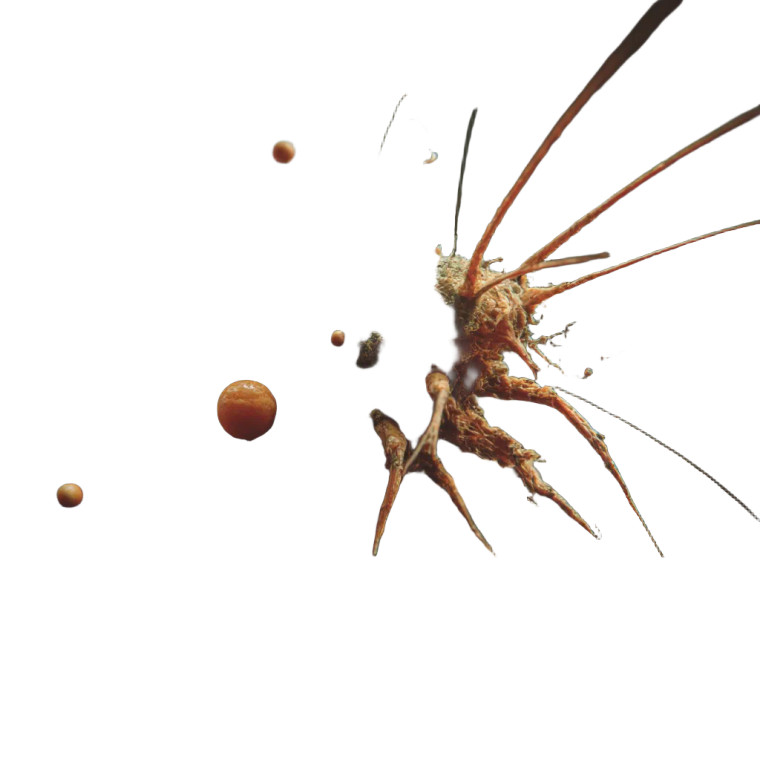 Surreal Plankton Collage Vinyl Car Decal Sticker – Waterproof & UV-Resistant 