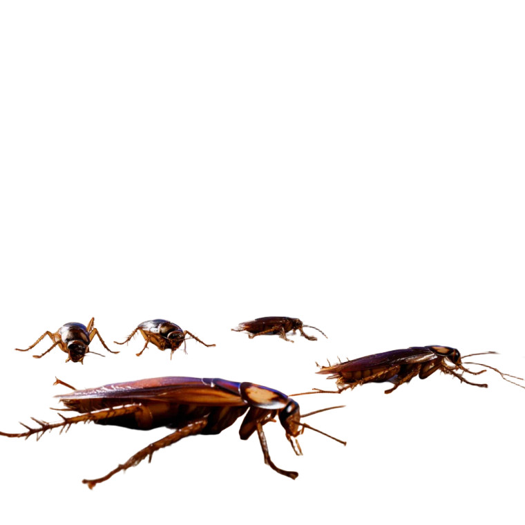 Kitchen Cockroaches Vinyl Car Decal Sticker – Waterproof & UV-Resistant 
