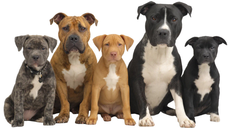 Pitbull Group Vinyl Car Decal Sticker – Waterproof & UV-Resistant 