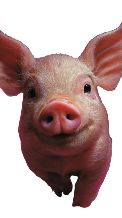 Cute Surreal Pig Vinyl Car Decal Sticker – Waterproof & UV-Resistant 