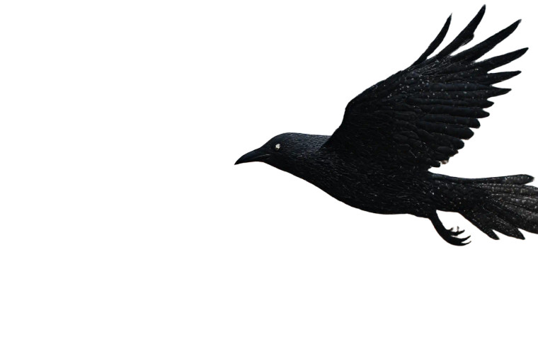Moonlit Crow Flight Vinyl Car Decal Sticker – Waterproof & UV-Resistant 