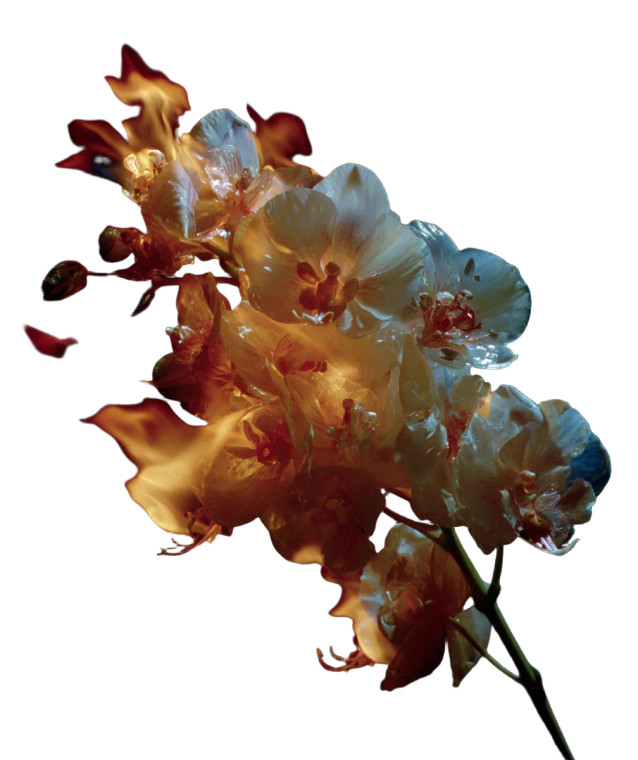 Fiery Orchid Flower Vinyl Car Decal Sticker – Waterproof & UV-Resistant 