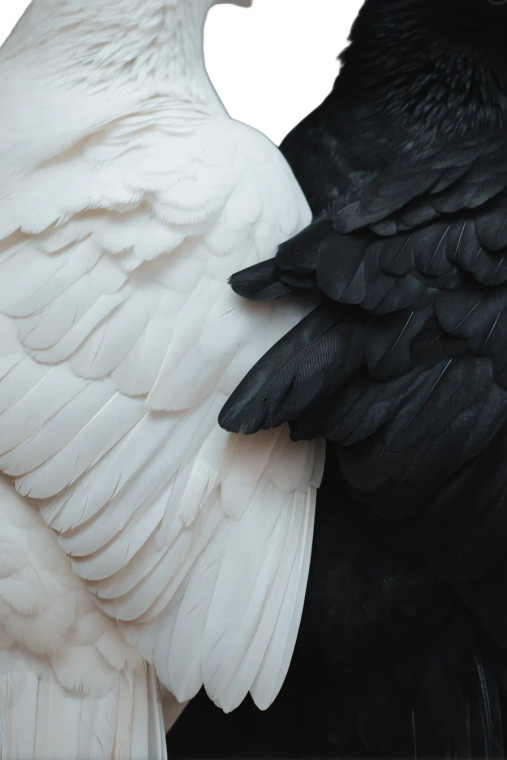 Dove & Crow Wings Vinyl Car Decal Sticker – Waterproof & UV-Resistant 