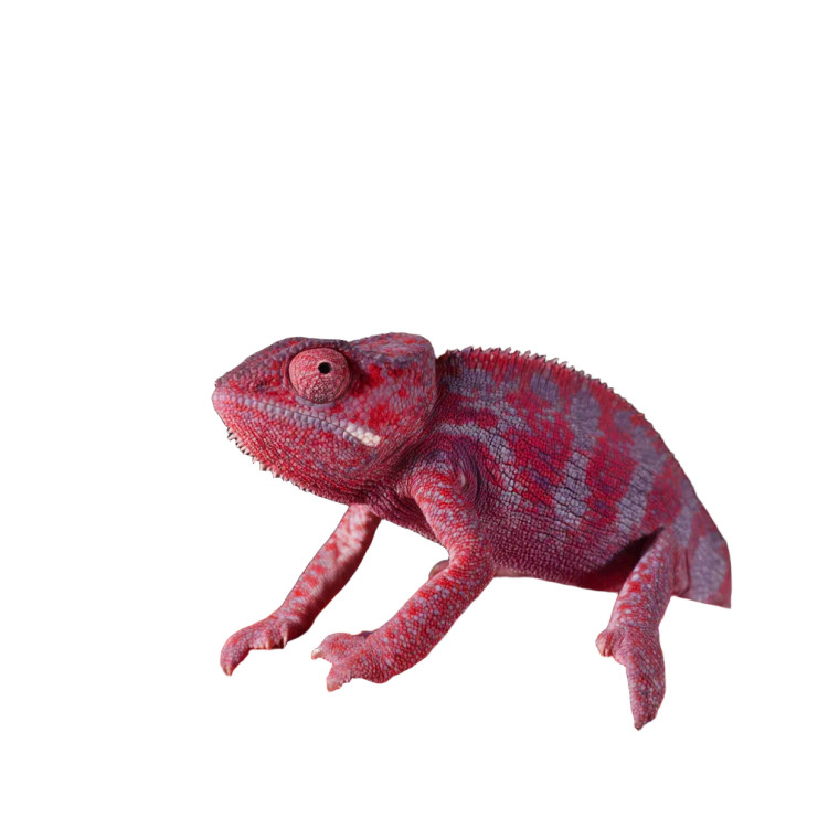 Chameleon On Gummies Vinyl Car Decal Sticker – Waterproof & UV-Resistant 