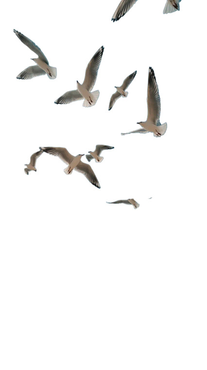 Flying Seagulls V2 Vinyl Car Decal Sticker – Waterproof & UV-Resistant 