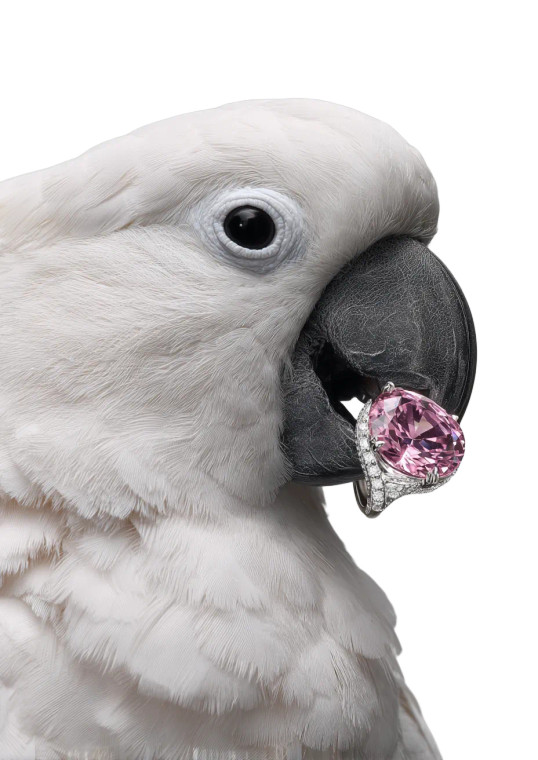 Luxury Cockatoo Portrait Vinyl Car Decal Sticker – Waterproof & UV-Resistant 