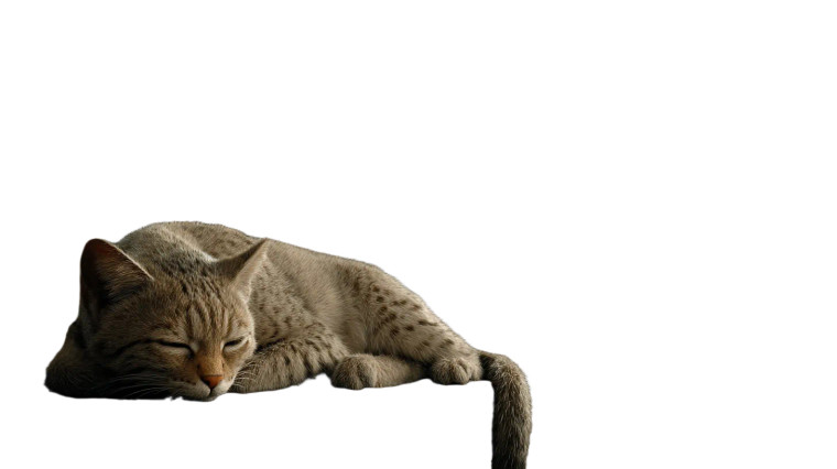 African Wildcat On Ship Vinyl Car Decal Sticker – Waterproof & UV-Resistant 