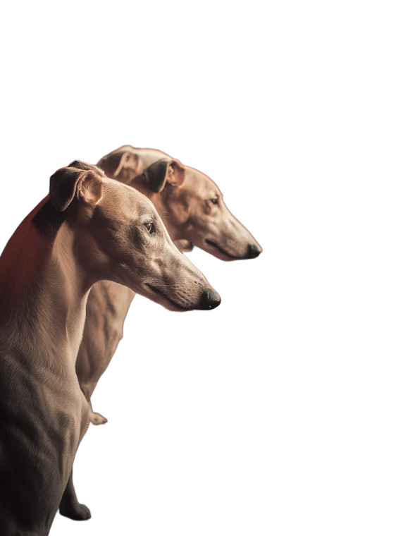 Buddhist Whippet Dogs Vinyl Car Decal Sticker – Waterproof & UV-Resistant 