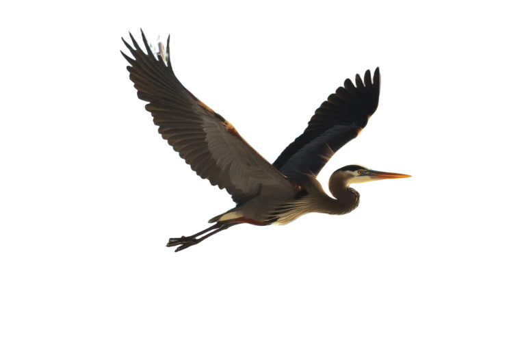 Enormous Heron Flight Vinyl Car Decal Sticker – Waterproof & UV-Resistant 