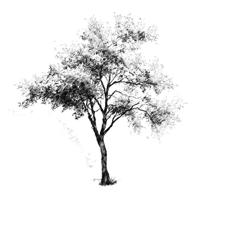 Sketch Of Tree Vinyl Car Decal Sticker – Waterproof & UV-Resistant 